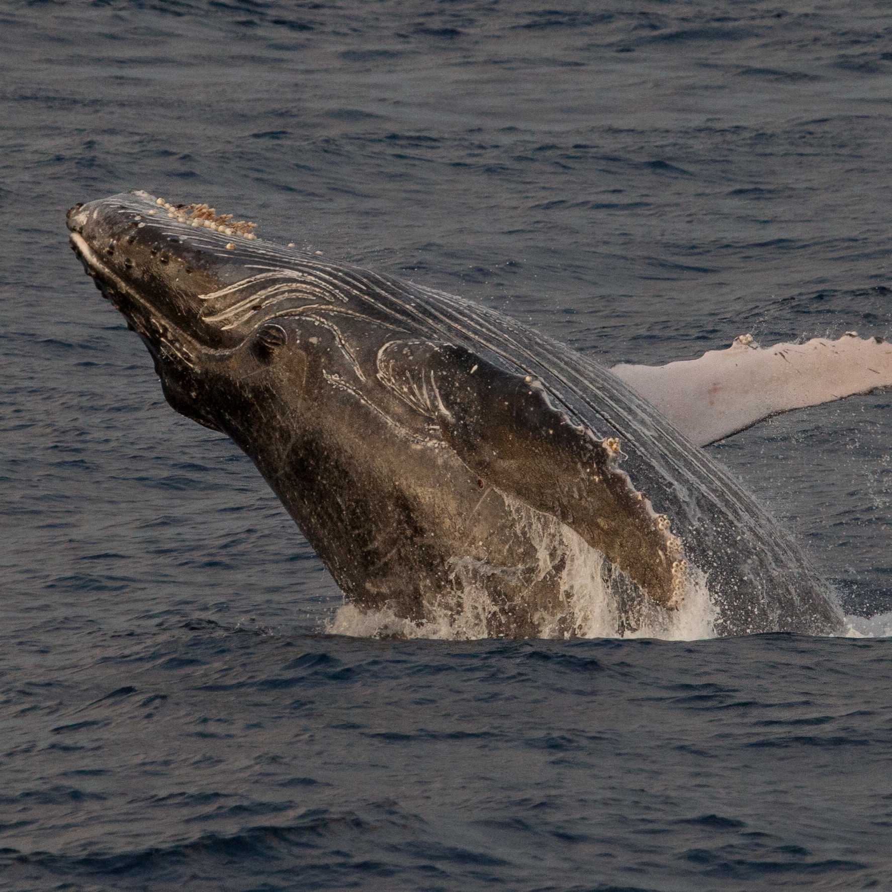 A humpback whale breaches