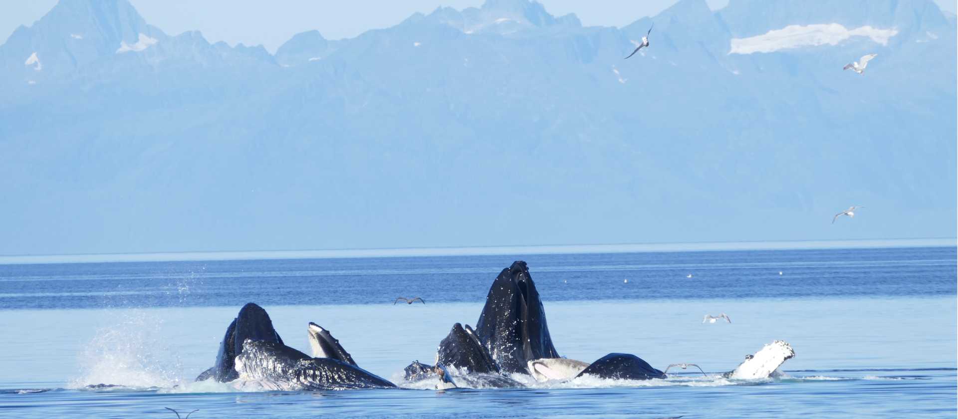 A wide variety of whale species migrate to feed in the nutrient rich waters of Alaska