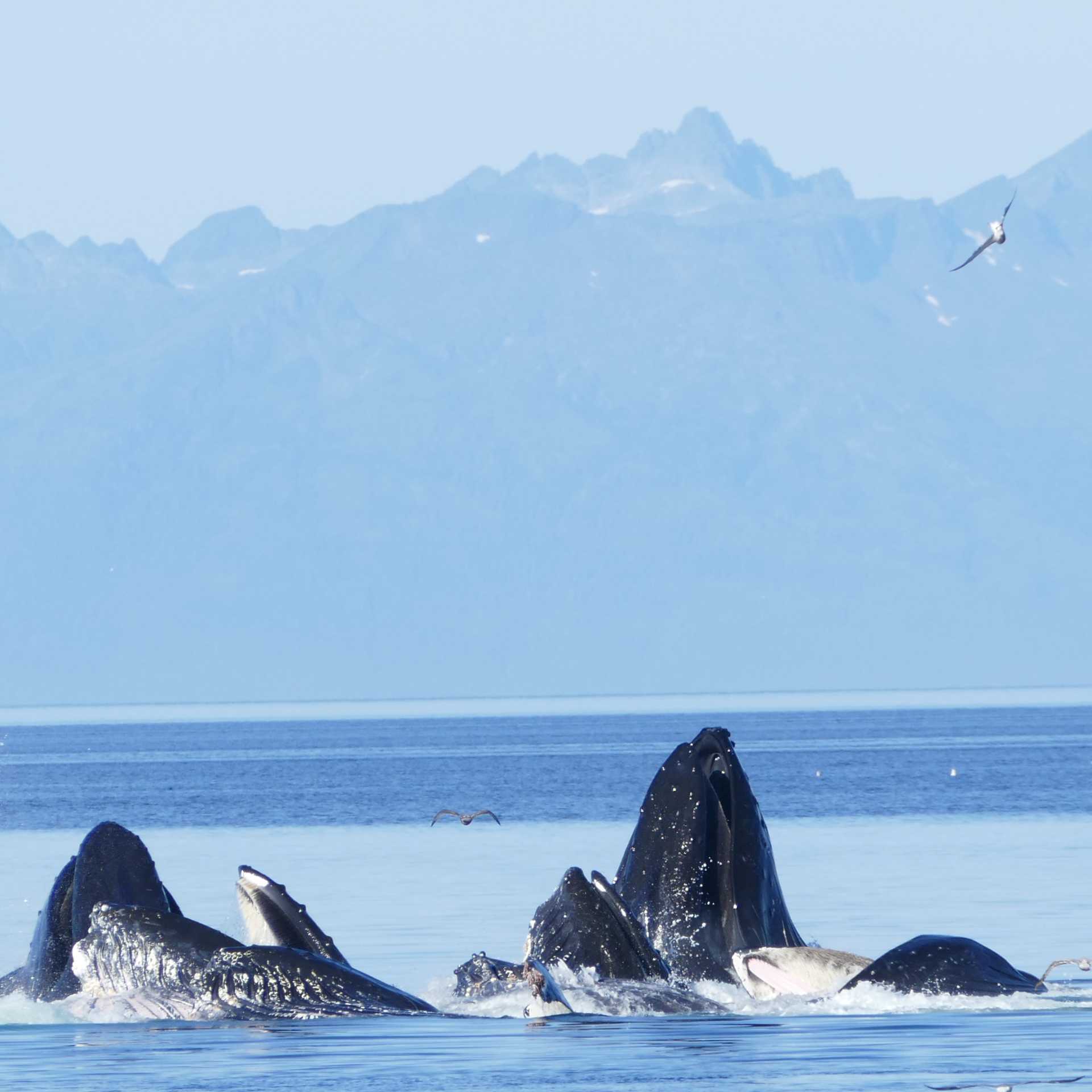 A wide variety of whale species migrate to feed in the nutrient rich waters of Alaska