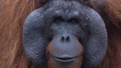 Cheeked male orang-utan