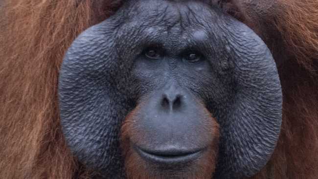 Cheeked male orang-utan