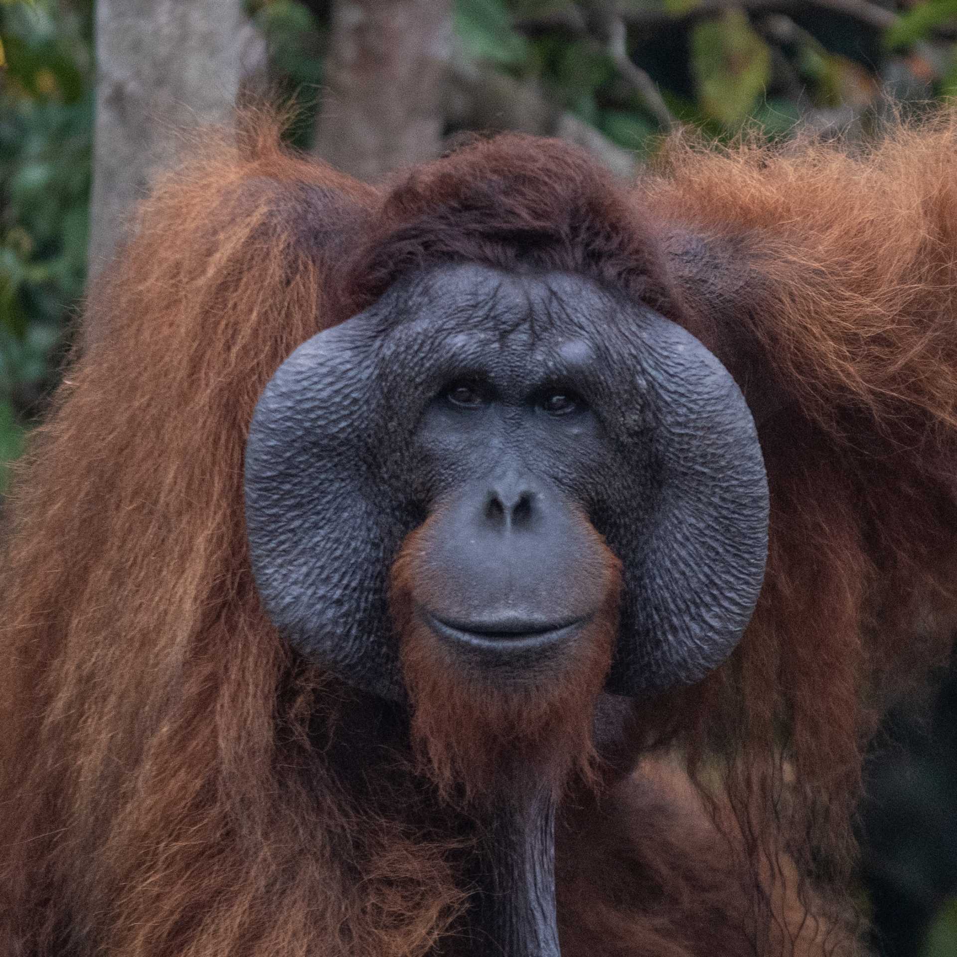 Cheeked male orang-utan