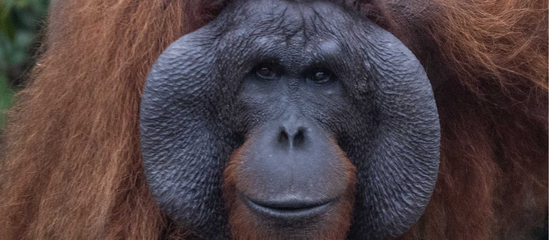 Cheeked male orang-utan