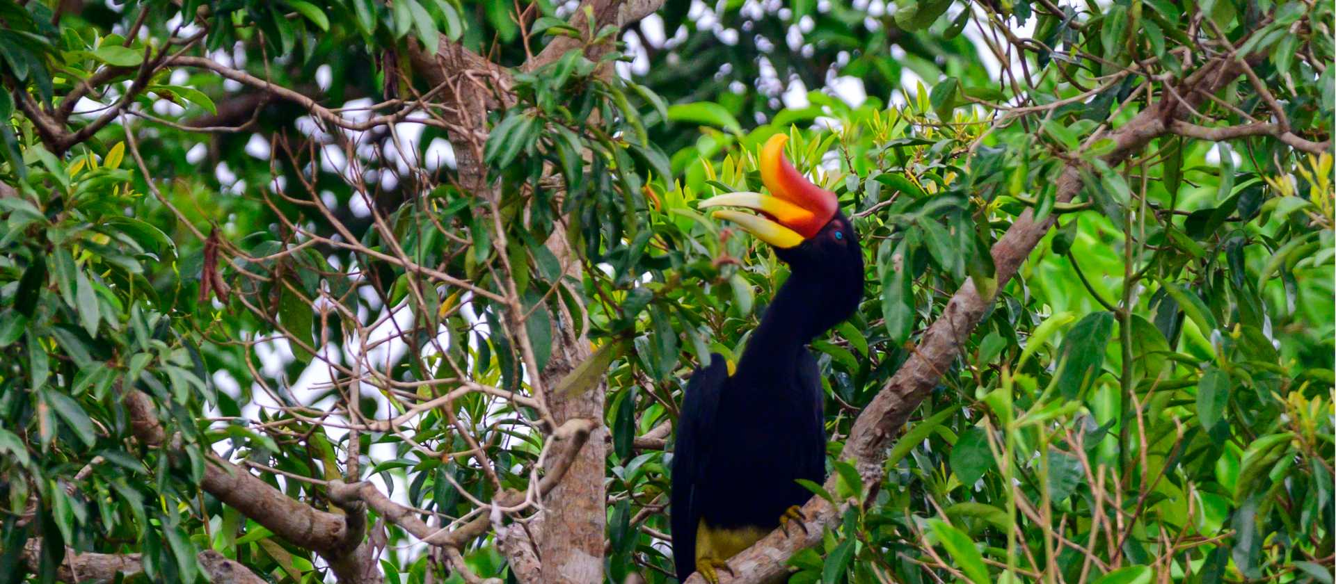 The remarkable Rhinoceros Hornbill