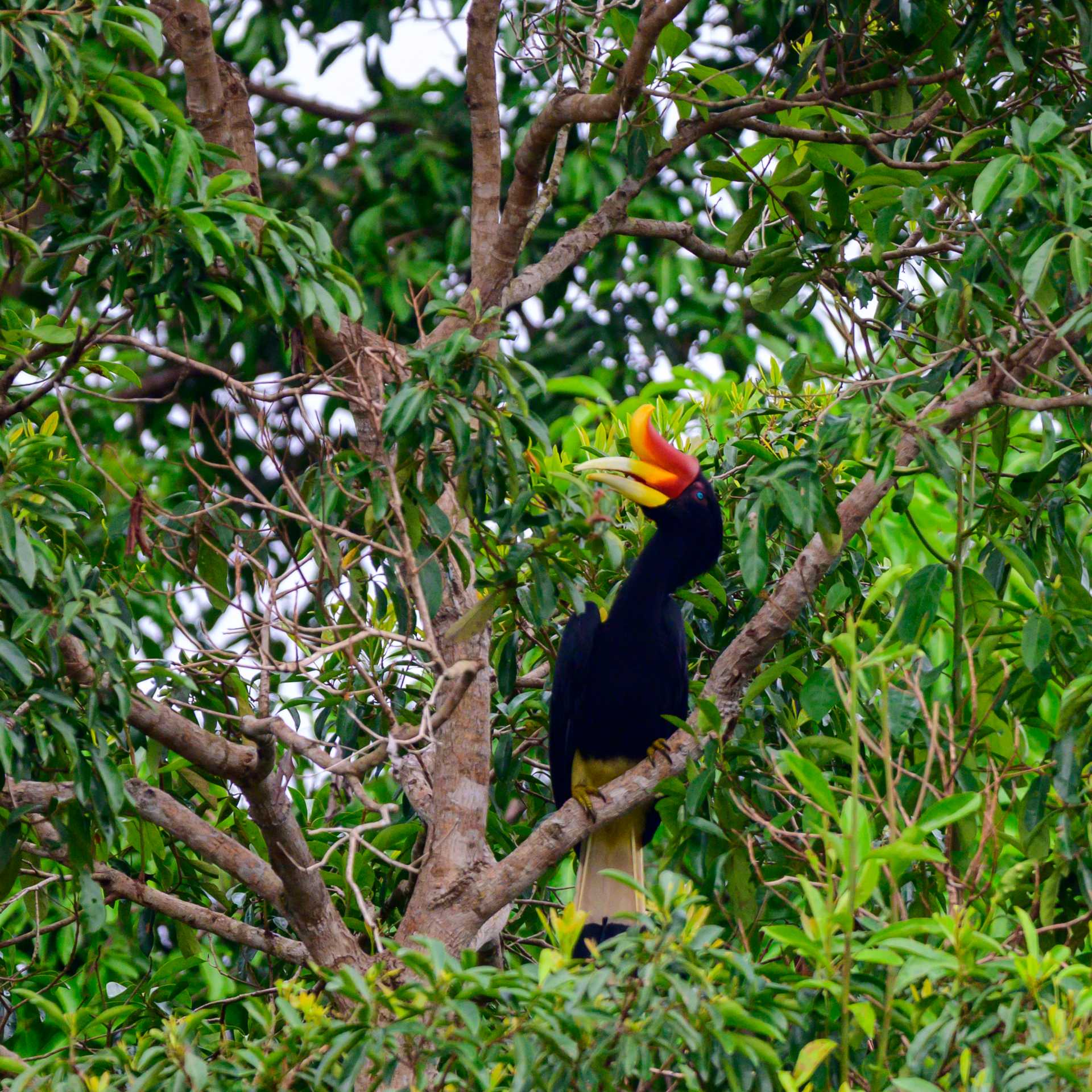 The remarkable Rhinoceros Hornbill