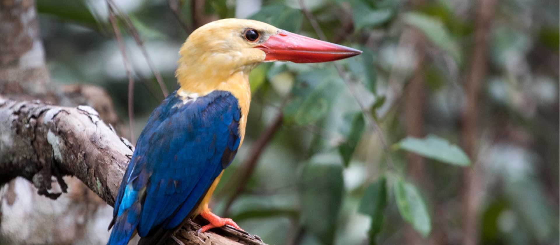 the beautiful Stork-billed Kingfisher