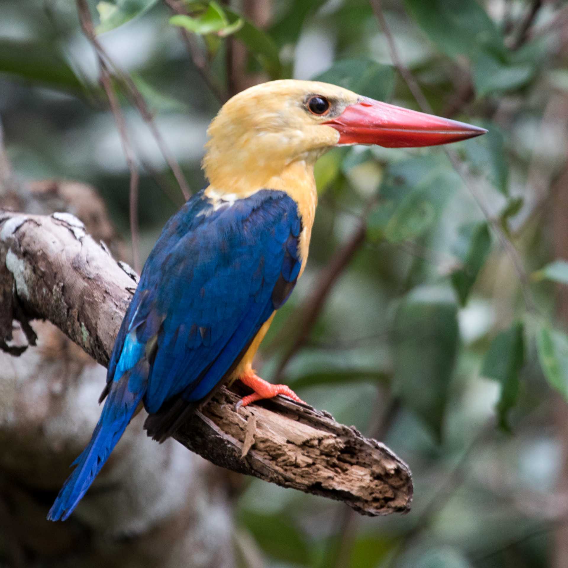 the beautiful Stork-billed Kingfisher