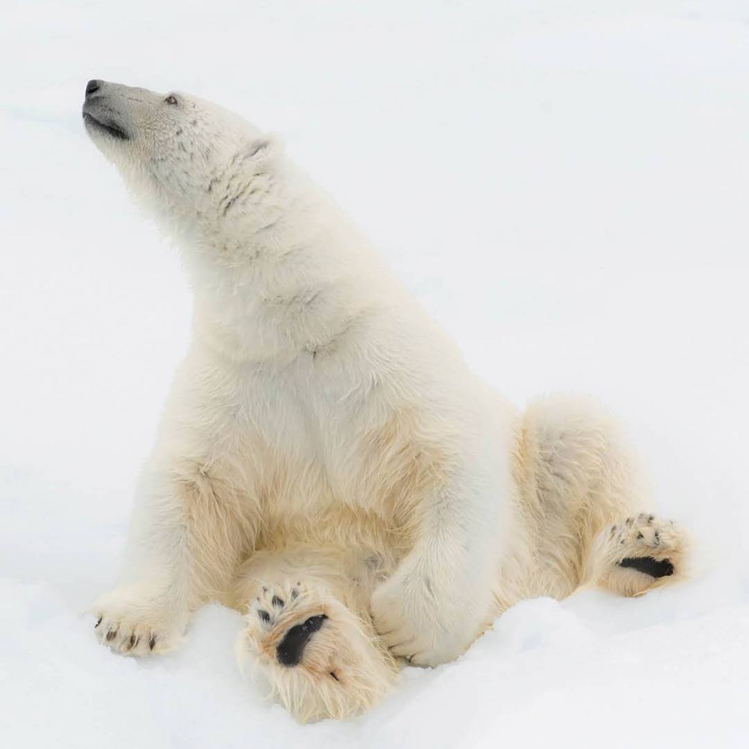 Relaxing on the ice | ©Andrew Stewart