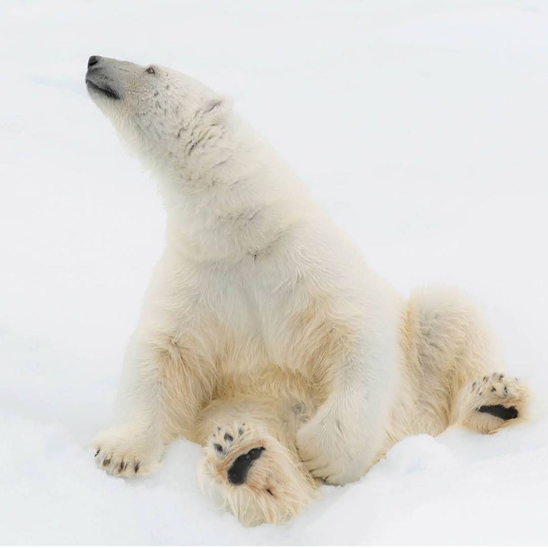 Relaxing on the ice | ©Andrew Stewart