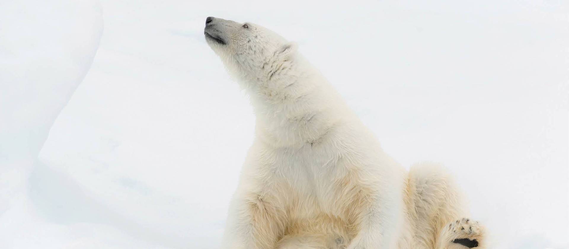 Relaxing on the ice | ©Andrew Stewart