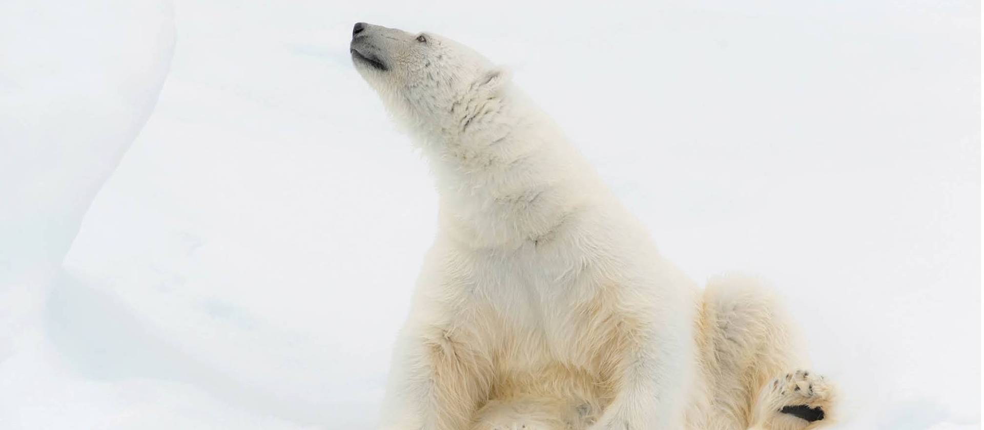 Relaxing on the ice | ©Andrew Stewart