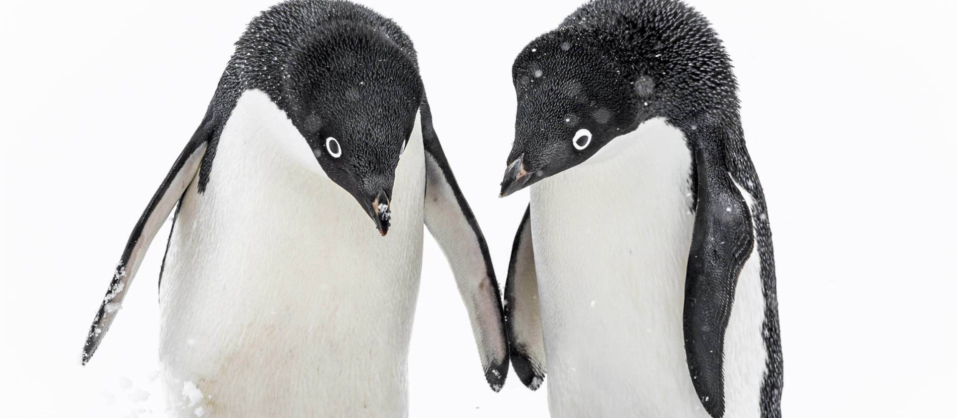 A pair of Adelie penguins, Antarctica | Sara Jenner