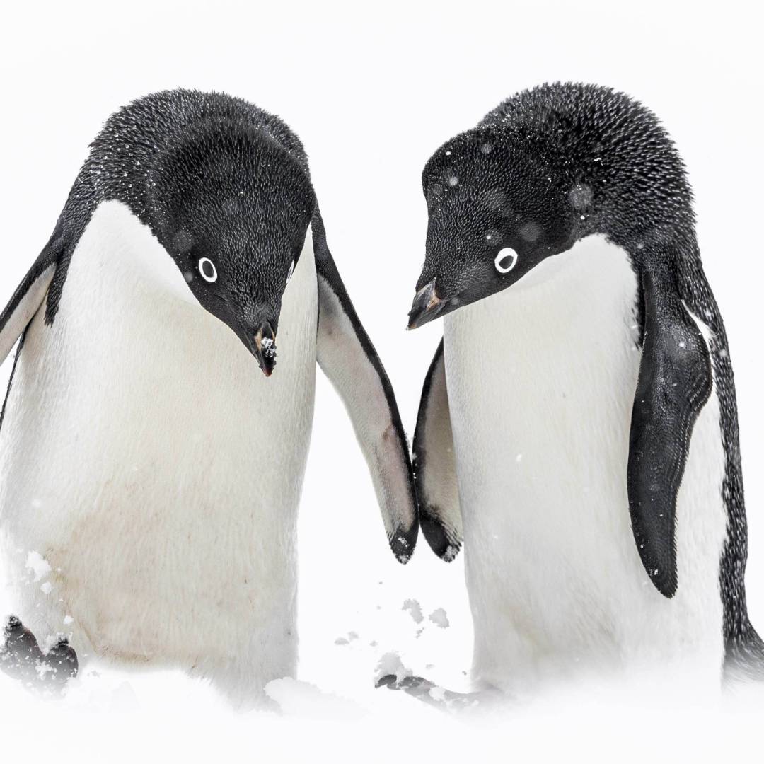 A pair of Adelie penguins, Antarctica | Sara Jenner