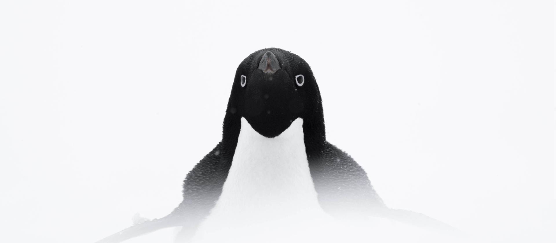 Adelie penguin, Antarctica | Sara Jenner