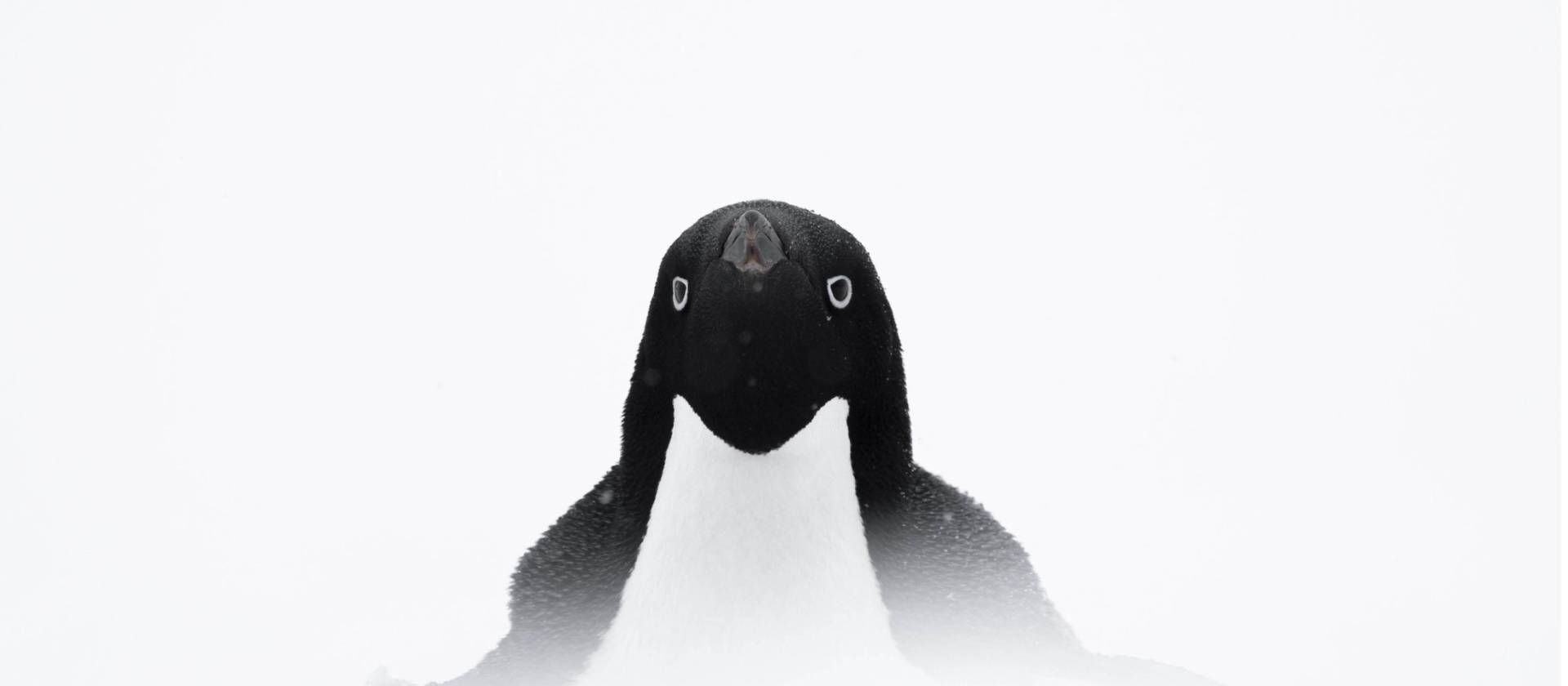Adelie penguin, Antarctica | Sara Jenner