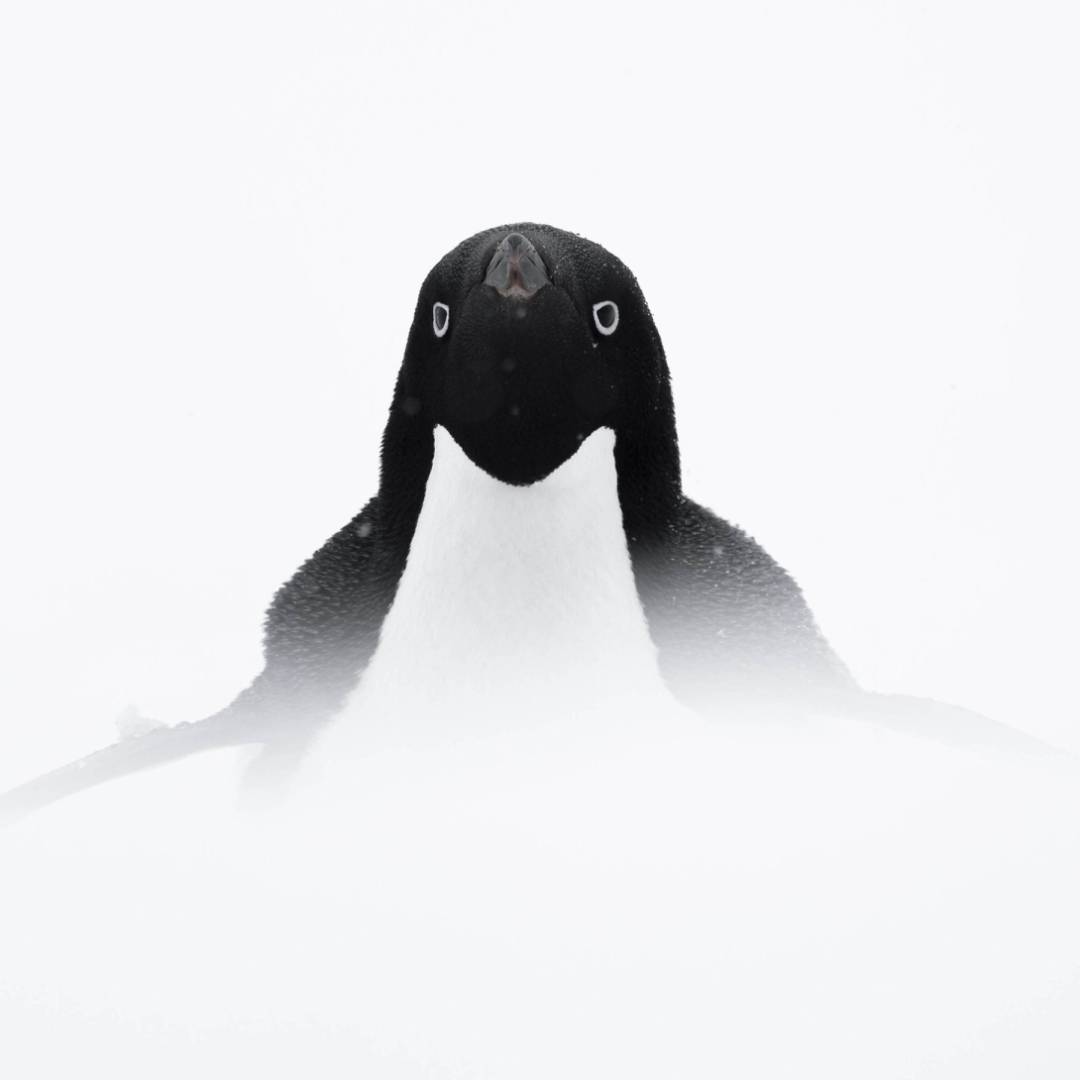 Adelie penguin, Antarctica | Sara Jenner