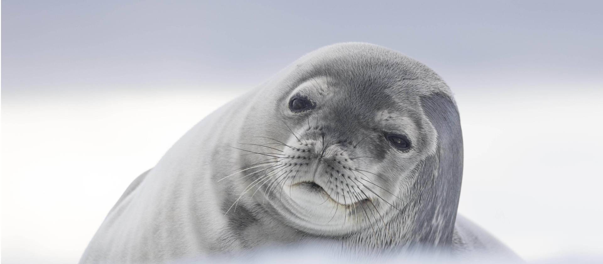 Weddell Seal, Antarctica | Sara Jenner
