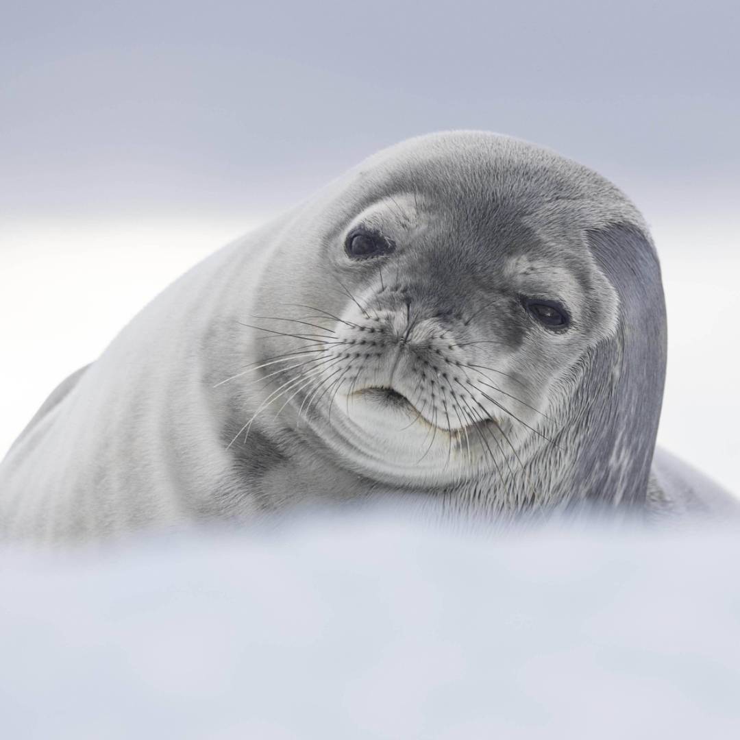 Weddell Seal, Antarctica | Sara Jenner