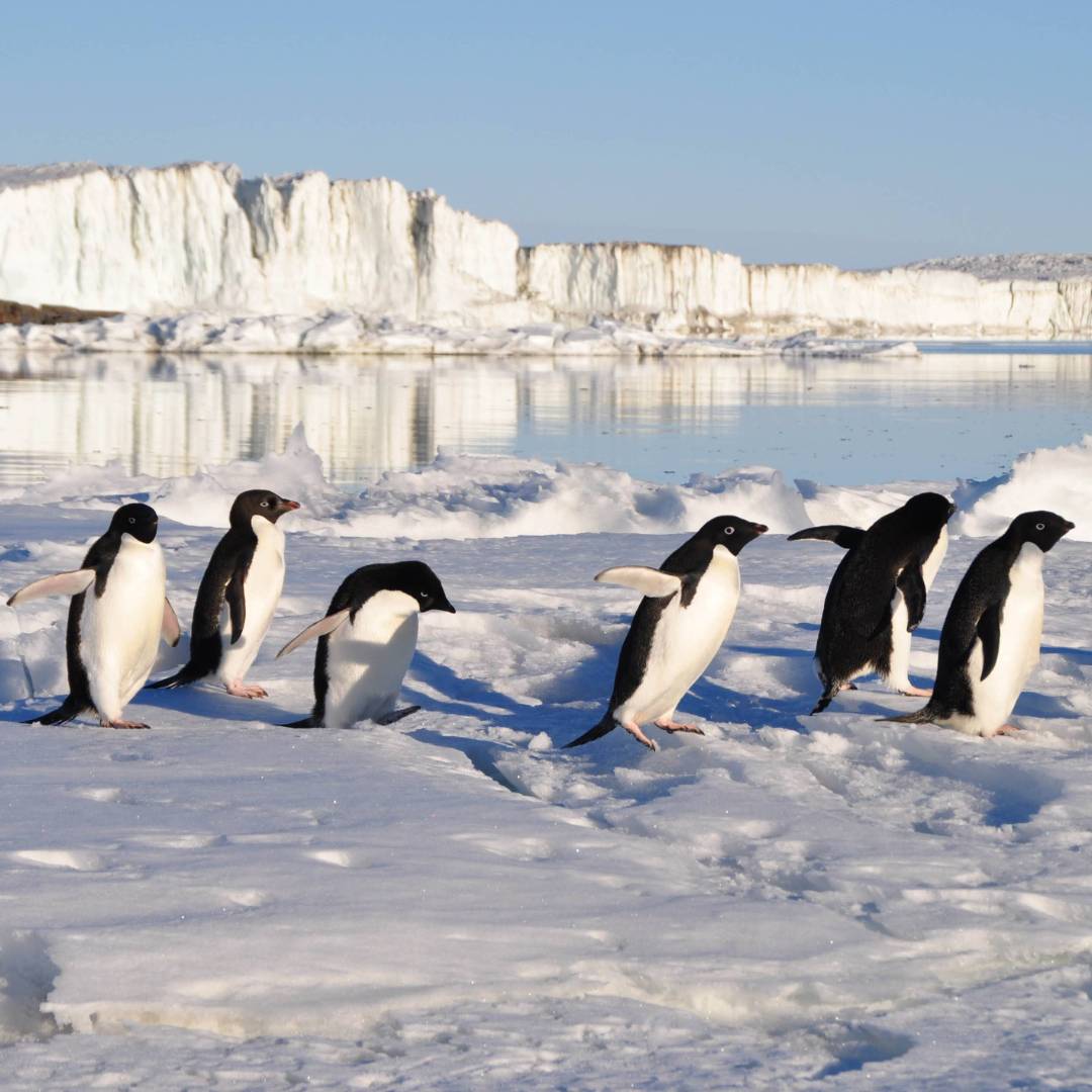 Busy little Adelie Penguins