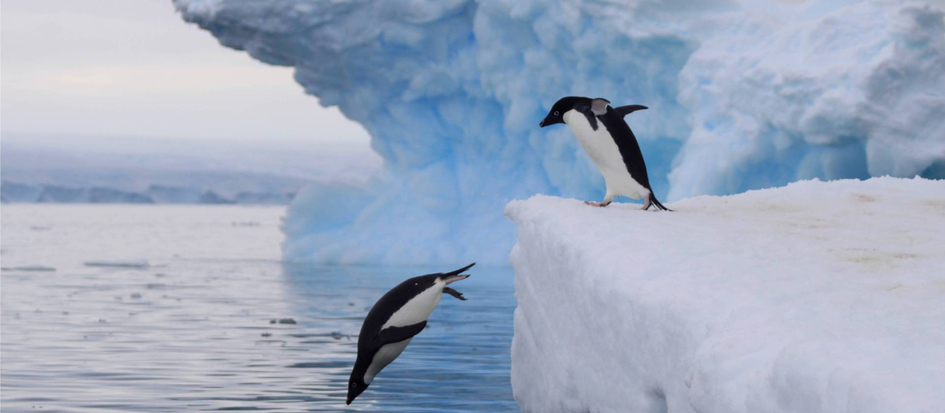 Adelie Penguins take the plunge in Antarctica | K Ovsyanikova