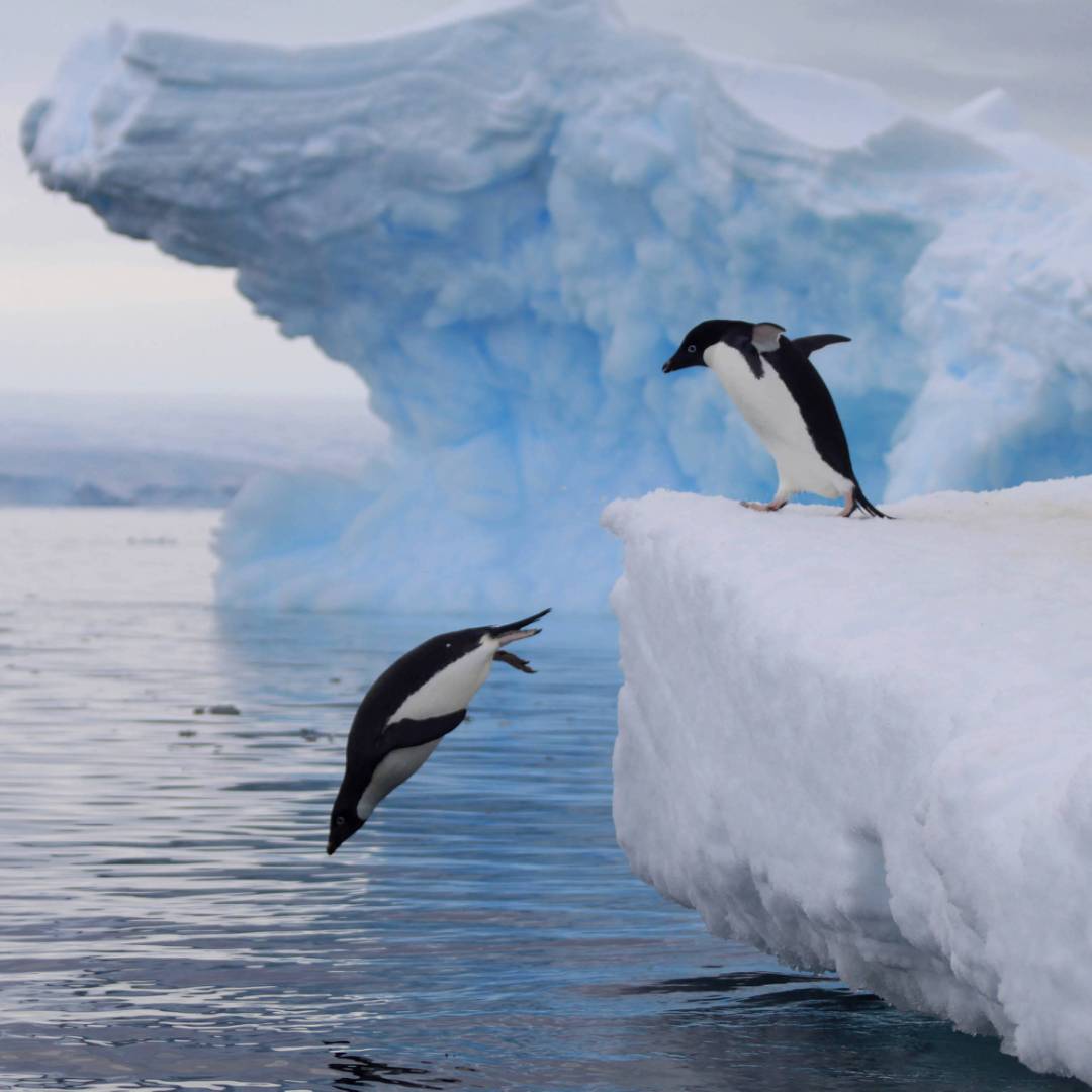 Adelie Penguins take the plunge in Antarctica | K Ovsyanikova
