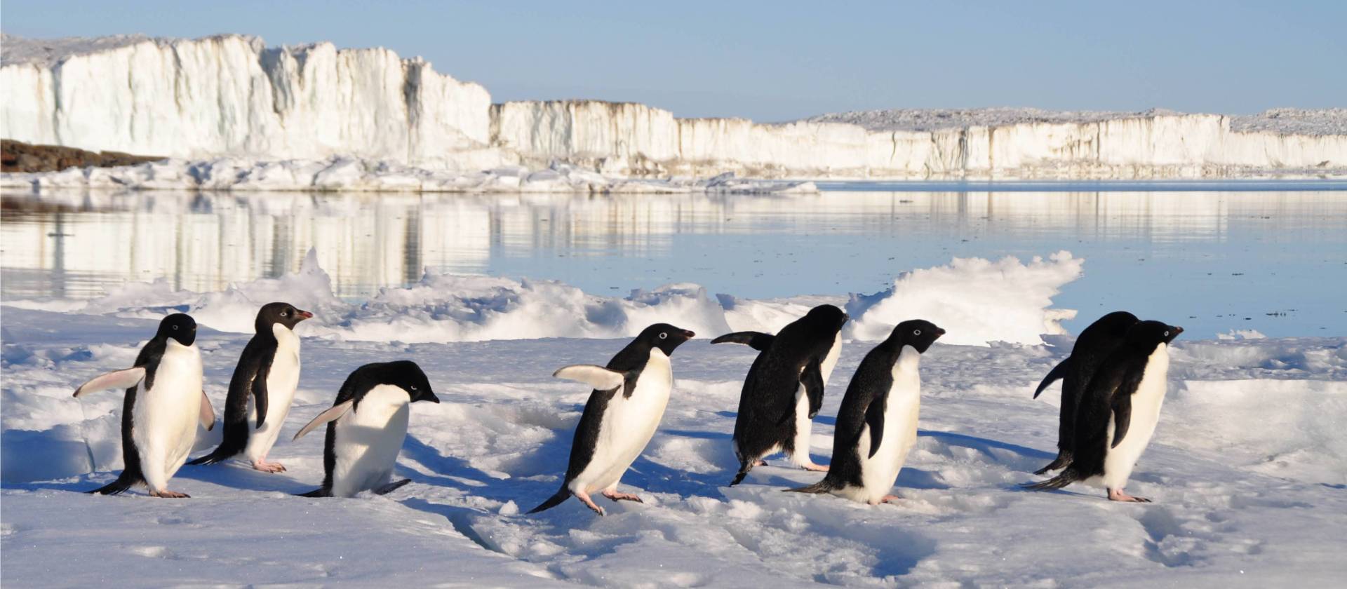 Busy little Adelie Penguins