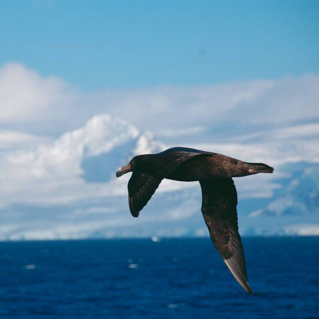A giant petrel soars alongside a boat in Antarctica | Eve Ollington