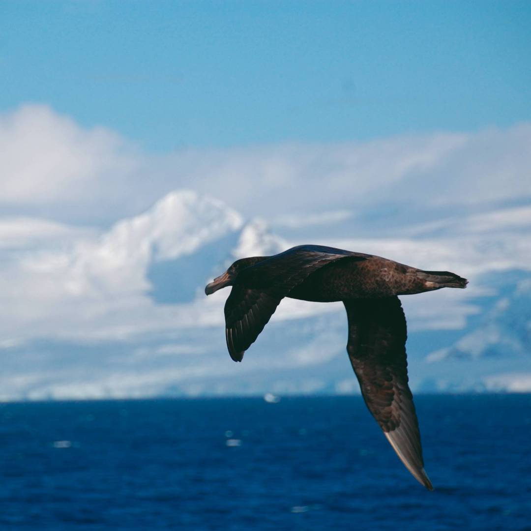 A giant petrel soars alongside a boat in Antarctica | Eve Ollington