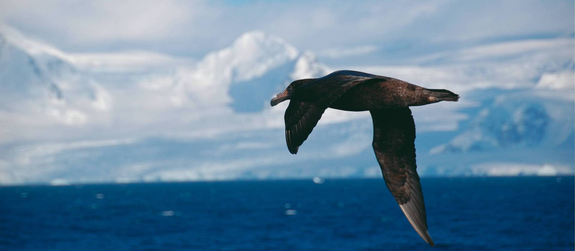 A giant petrel soars alongside a boat in Antarctica | Eve Ollington