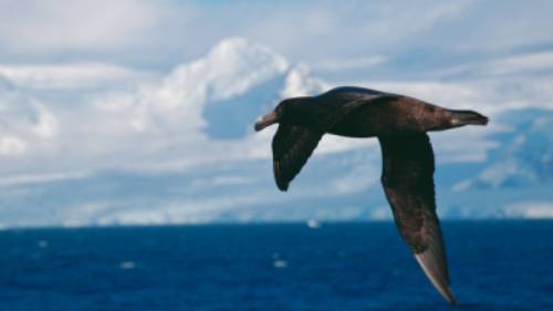 A giant petrel soars alongside a boat in Antarctica | Eve Ollington