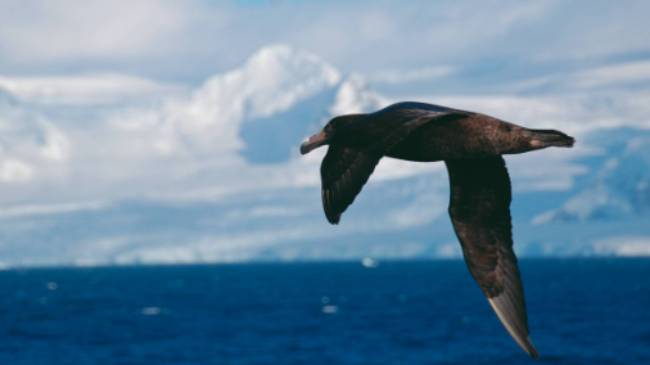 A giant petrel soars alongside a boat in Antarctica | Eve Ollington