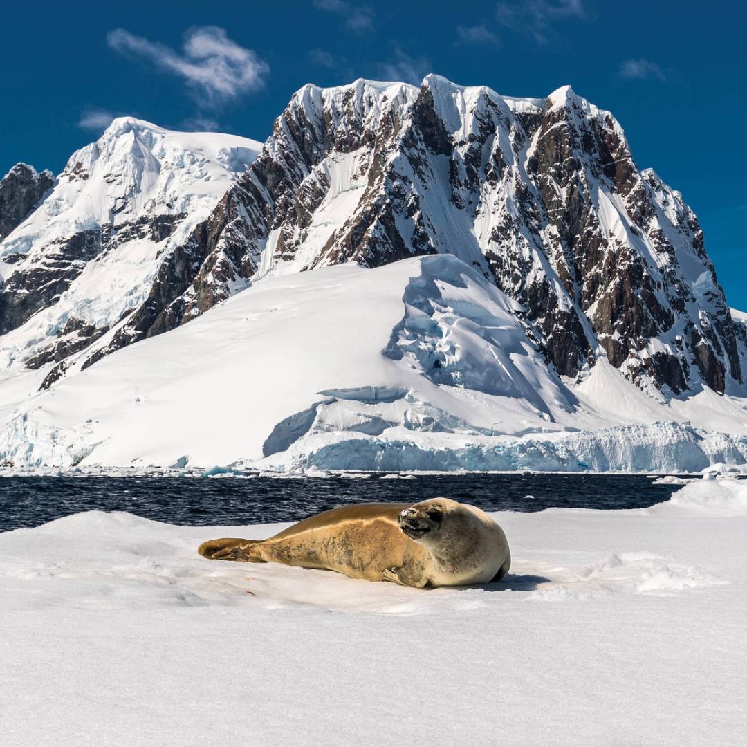 A leopard seal rests on an iceberg in Antarctica | Richard I'Anson