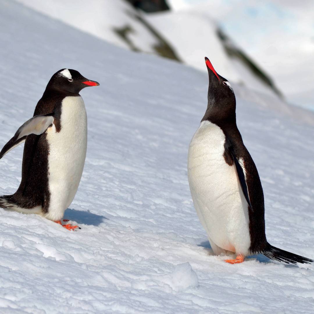 A pair of Gentoo penguins wander the ice | Pam Drummond