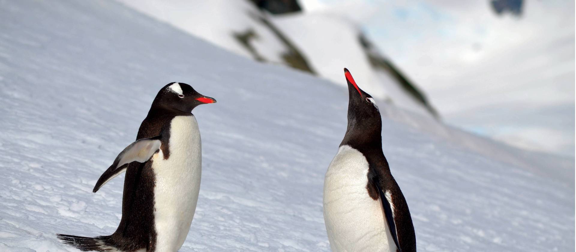 A pair of Gentoo penguins wander the ice | Pam Drummond