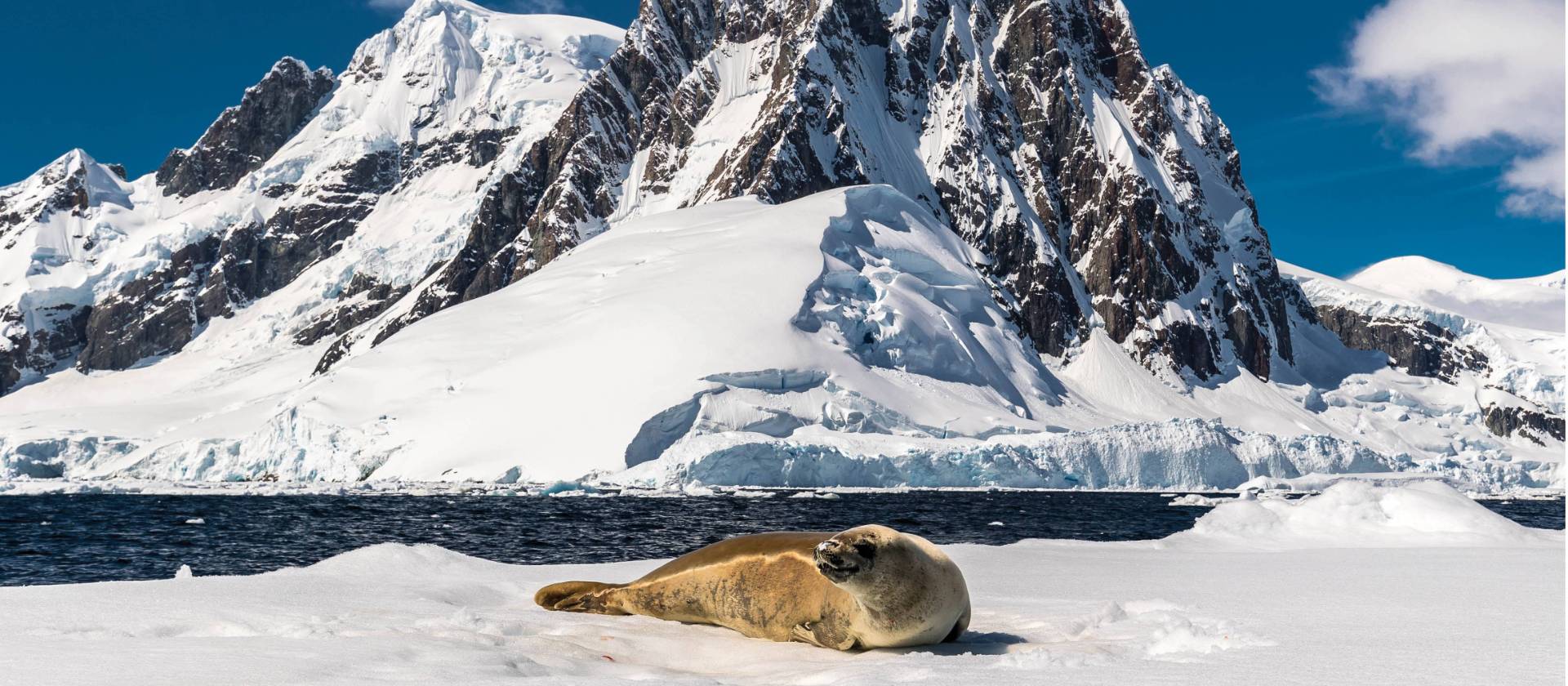A leopard seal rests on an iceberg in Antarctica | Richard I'Anson