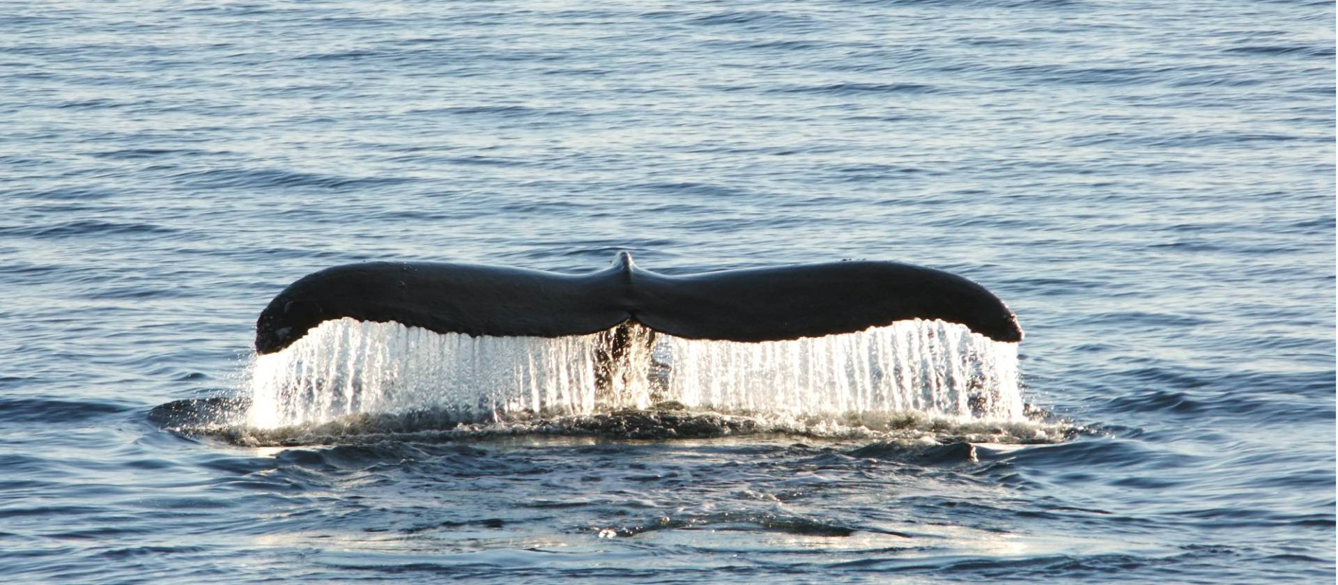 Spectacular encounters in Antarctica