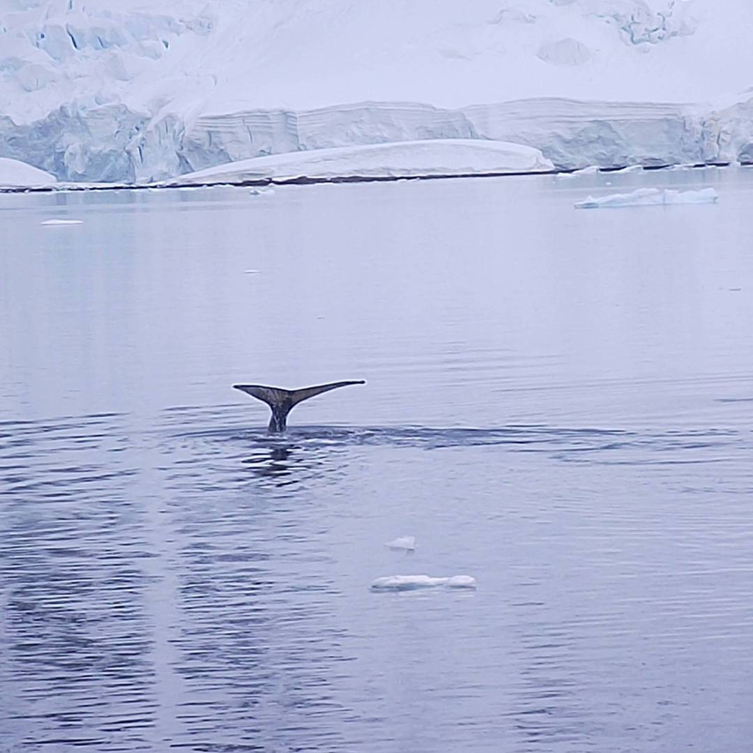Humpback whale barely makes a ripple