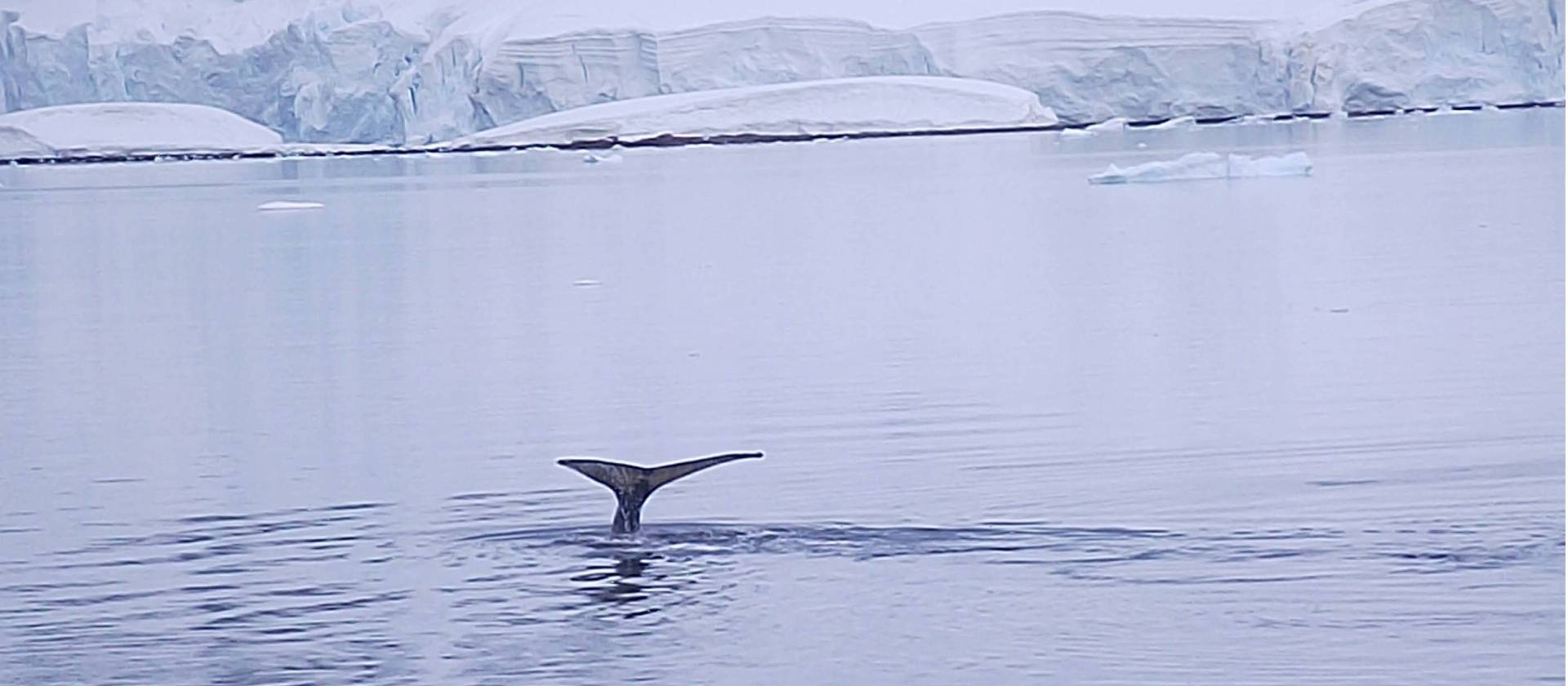 Humpback whale barely makes a ripple