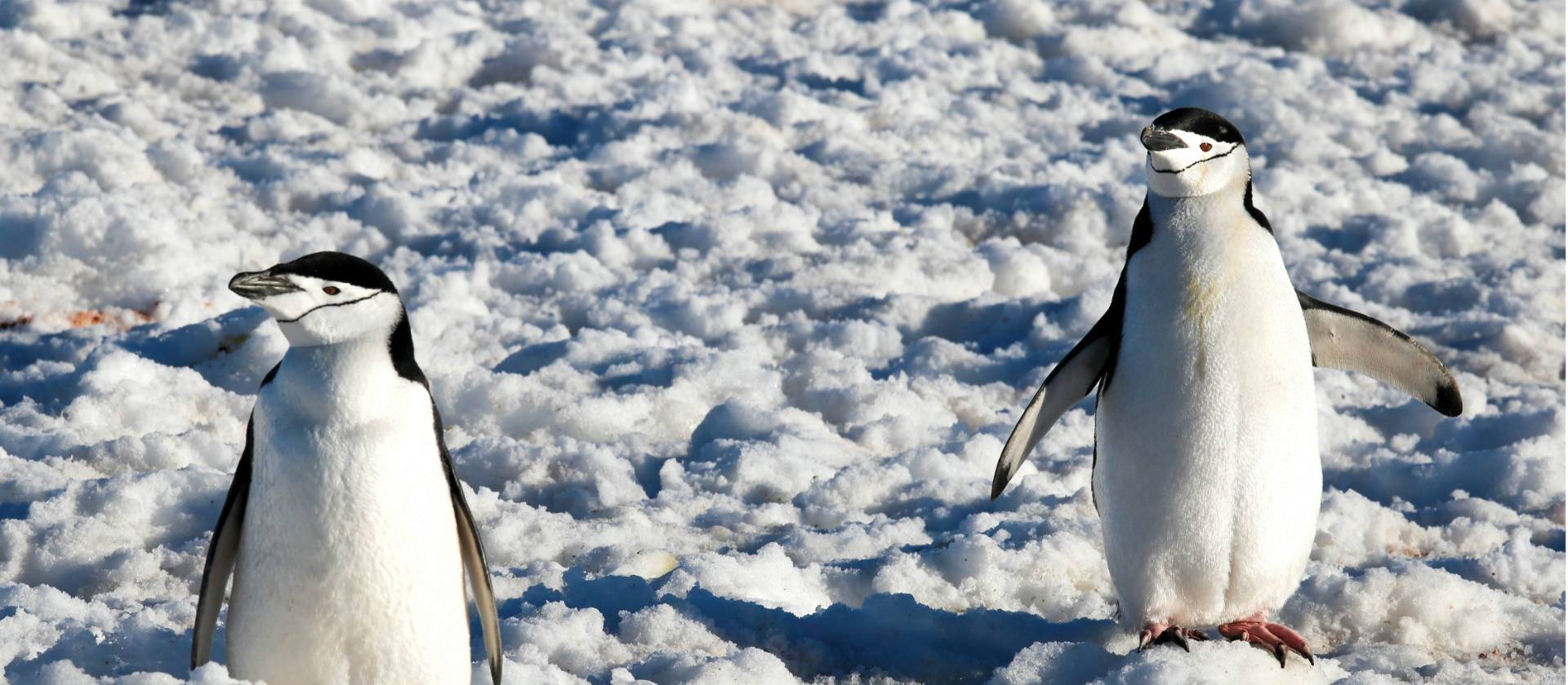 Chinstrap Penguins in Half Moon Bay | Kyle Super
