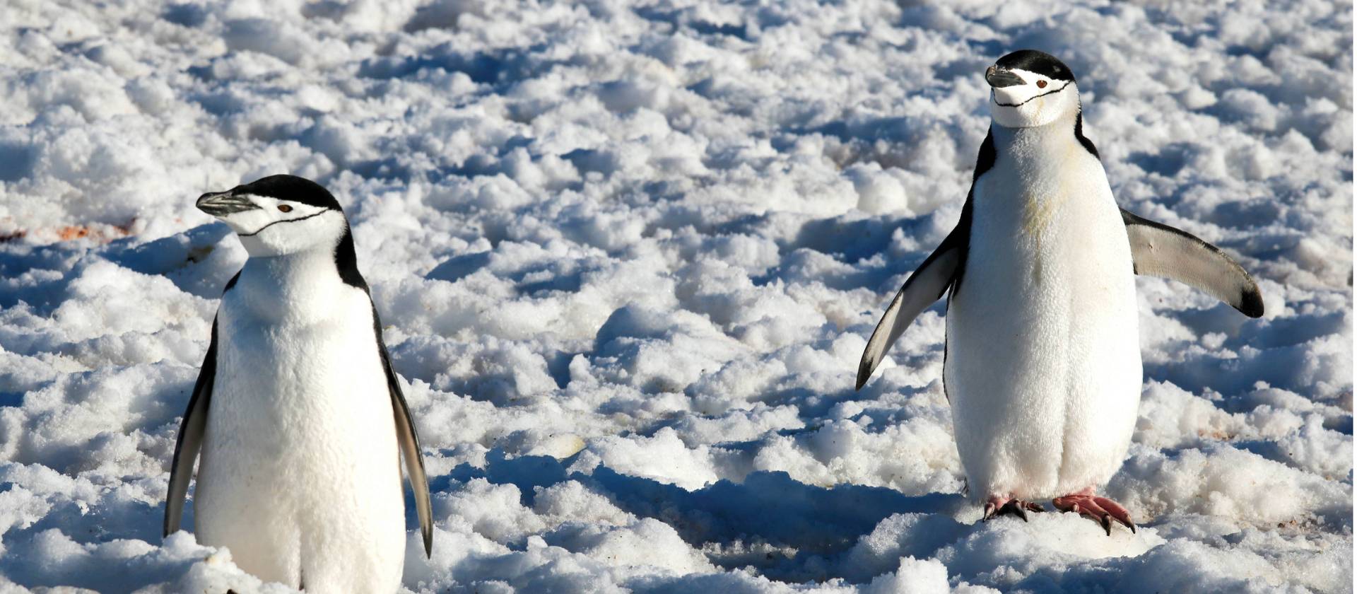 Chinstrap Penguins in Half Moon Bay | Kyle Super