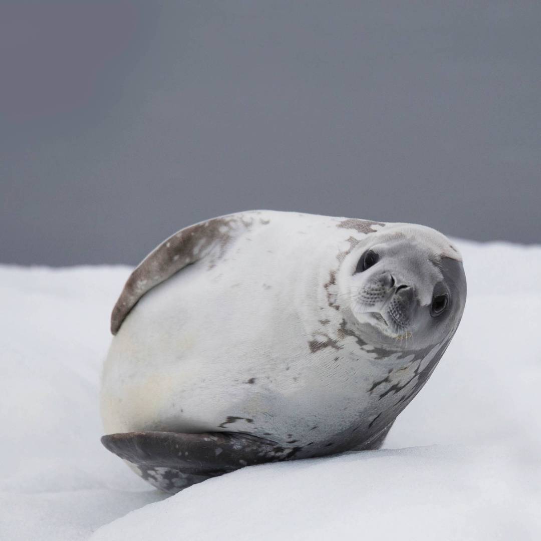 Crabeater Seal | Alex Cearns Houndstooth Studio