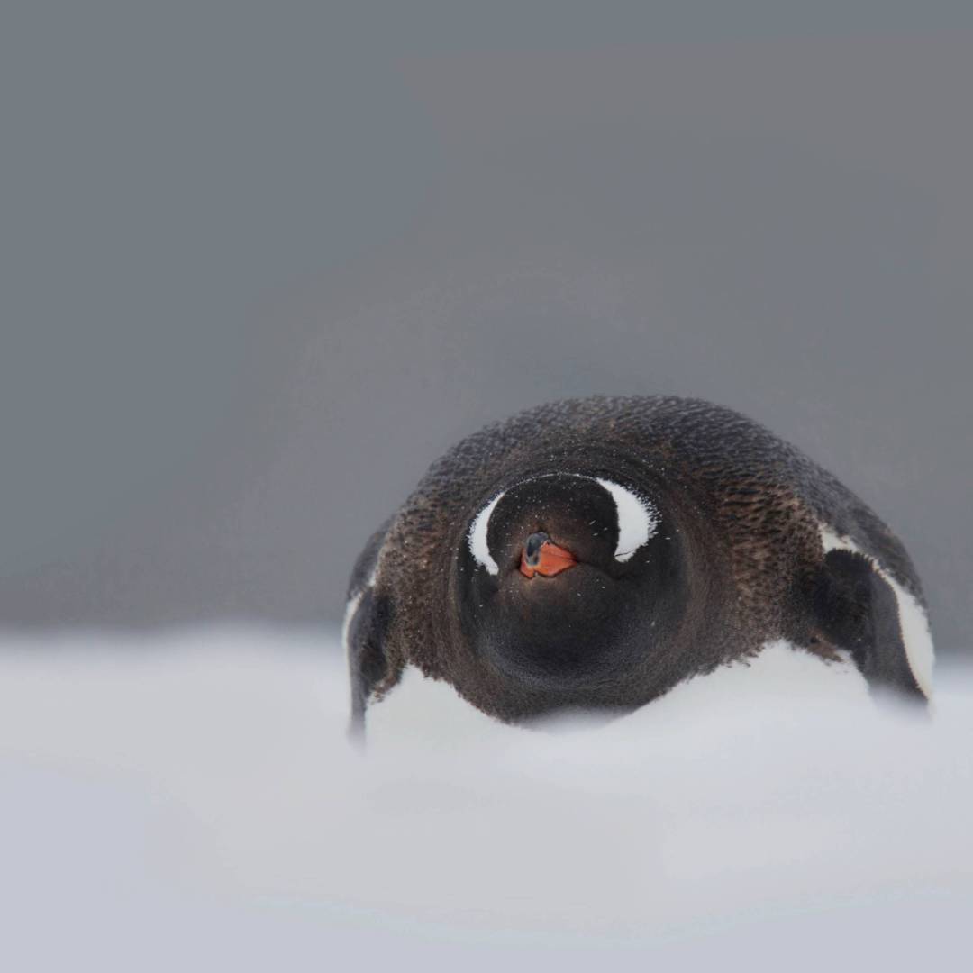 In a snow storm | Alex Cearns Houndstooth Studio