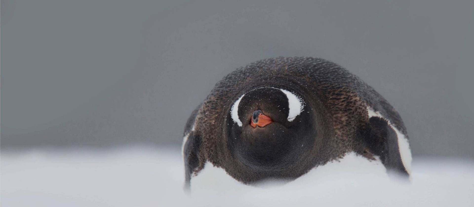 In a snow storm | Alex Cearns Houndstooth Studio