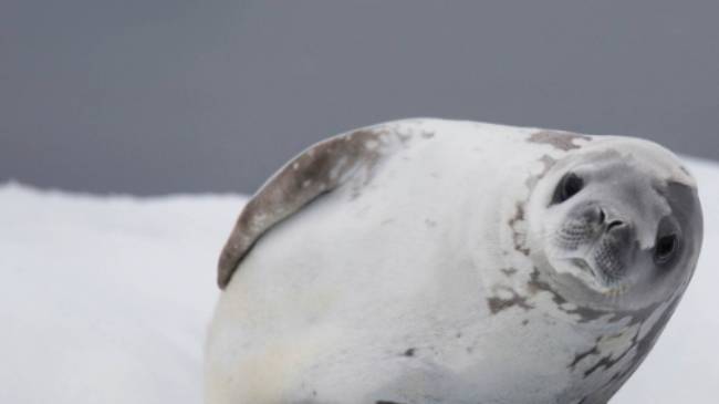 Crabeater Seal | Alex Cearns Houndstooth Studio
