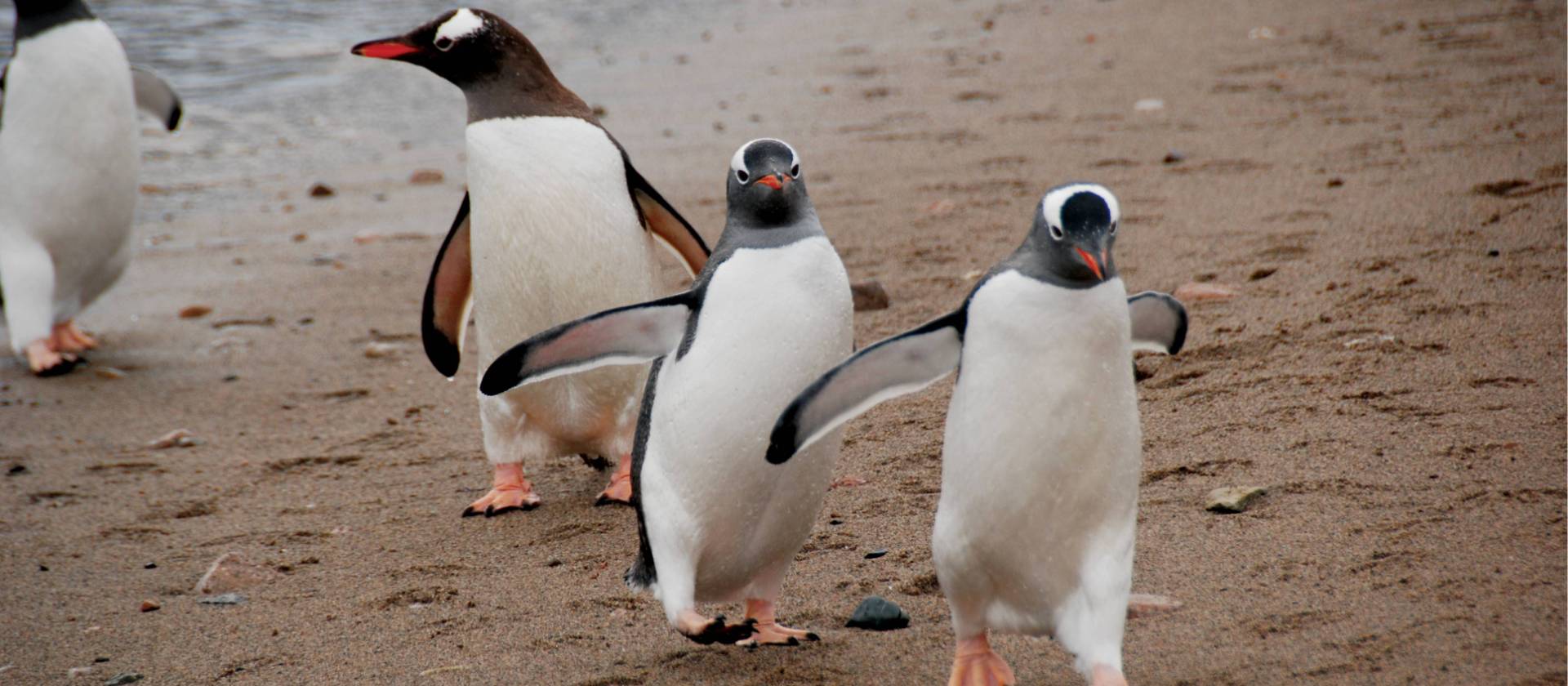 Gentoo parade | Eve Ollington