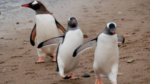 Gentoo parade | Eve Ollington