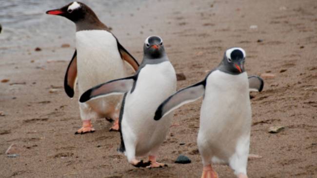 Gentoo parade | Eve Ollington