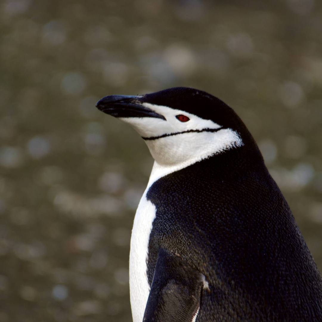 Chinstrap Penguin | Eve Ollington