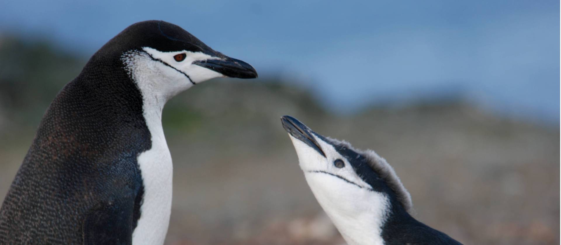 Hungry Chinstrap chick | Eve Ollington