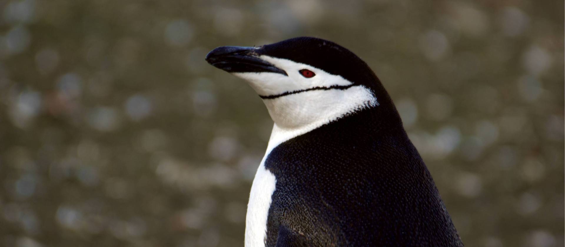 Chinstrap Penguin | Eve Ollington
